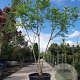 Koelreuteria paniculata 250-300 cm container meerstammig