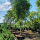 Koelreuteria paniculata 350-400 cm container meerstammig