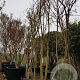 Koelreuteria paniculata 350-400 cm container meerstammig