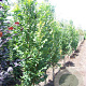 Koelreuteria pan. 'Fastigiata' 200 cm stam container 18-20 leiboom