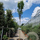 Koelreuteria pan. 'Fastigiata' 220 cm stam container 16-18