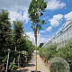 Koelreuteria pan. 'Fastigiata' 220 cm stam container 18-20 lei 150x120