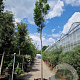 Koelreuteria pan. 'Fastigiata' 240 cm stam container 18-20
