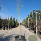 Lagerstroemia Black Solit. Series 120 cm stam container 12-14