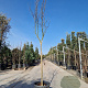 Lagerstroemia Dynabite 120 cm stam container 10-12
