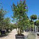 Lagerstroemia i. 'Country Red' 250-300 cm cont. 95L
