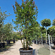 Lagerstroemia i. 'Country Red' 250-300 cm cont. 95L