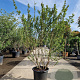 Lagerstroemia indica 200-250 cm container meerstammig extra