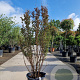 Lagerstroemia indica 200-250 cm container meerstammig extra