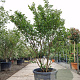 Lagerstroemia i. 'Petite Pink' 200-250 cm container meerstammig extra