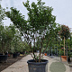 Lagerstroemia i. 'Petite Pink' 200-250 cm container meerstammig extra