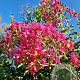Lagerstroemia i. 'Petite Red' 250-300 cm container meerstammig