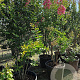 Lagerstroemia i. 'Petite Red' 250-300 cm container meerstammig