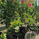 Lagerstroemia i. 'Petite Red' 250-300 cm container meerstammig