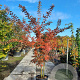 Lagerstroemia 'Natchez' 200-250 cm container meerstammig extra