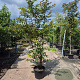 Lagerstroemia 'Natchez' 200-250 cm container meerstammig extra