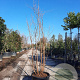 Lagerstroemia 'Natchez' 200-250 cm container meerstammig extra