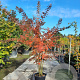 Lagerstroemia 'Natchez' 200-250 cm container meerstammig extra