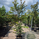 Lagerstroemia 'Natchez' 200-250 cm container meerstammig extra