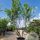 Lagerstroemia 'Natchez' 250-300 cm container meerstammig