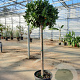 Laurus nobilis 130 cm stam container 60-80 bol
