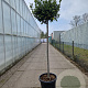 Laurus nobilis 140 cm stam container 40-50 bol