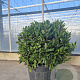 Laurus nobilis 50-60 cm 35L bol