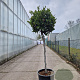 Laurus nobilis 80 cm stam container bol 50-60
