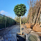 Laurus nobilis 90 cm stam container bol