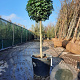 Laurus nobilis 90 cm stam container bol