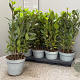 Laurus nobilis P14