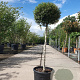 Ligustrum delavayanum 80 cm stam 25L bol 40-50