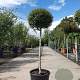 Ligustrum delavayanum 80 cm stam 25L bol 40-50