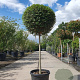 Ligustrum delavayanum 80 cm stam 35L