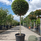 Ligustrum delavayanum 80 cm stam 35L