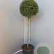 Ligustrum delavayanum 80 cm stam container bol 60-80
