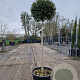 Ligustrum delavayanum 80 cm stam container bol 60-80