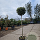 Ligustrum delavayanum 80 cm stam container bol 60-80