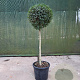 Ligustrum delavayanum 80 cm stam container bol 60-80