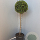 Ligustrum delavayanum 80 cm stam container bol 60-80