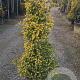 Ligustrum j. 'Texanum' 60-80 cm 10L