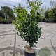 Ligustrum j. 'Texanum' 60-80 cm 10L