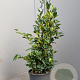 Ligustrum j. 'Texanum' 60-80 cm 10L
