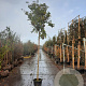 Ligustrum luc. 'Argenteum' 220 cm stam cont. 300L stam