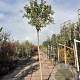 Ligustrum luc. 'Argenteum' 220 cm stam 30L 16-18