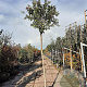 Ligustrum luc. 'Argenteum' 220 cm stam 30L 16-18