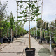 Liquidambar styraciflua 180 cm stam container 16-18 lei 180x120