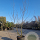 Liquidambar s. 'Worplesdon' 200-250 cm container meerstammig extra