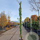 Lonicera henryi 'Copper Beauty' 200-250 cm 9L