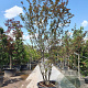 Malus Coccinella 350-400 cm cont. 230L meerstammig